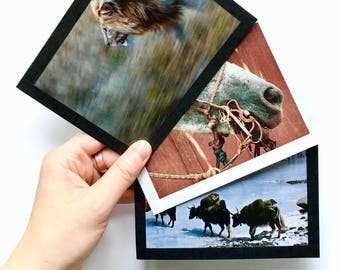 Animal Envelopes - Set of Four