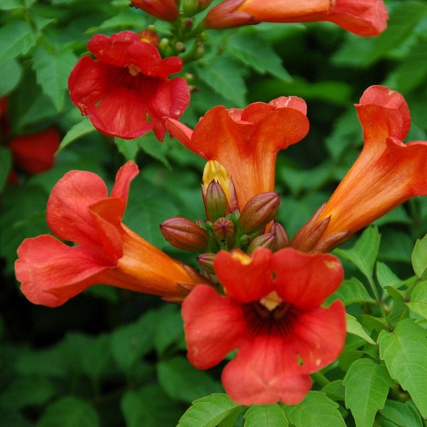 Red Orange Trumpet Creeper Vine Seeds (1 Seed Pod with approx 50 seeds)