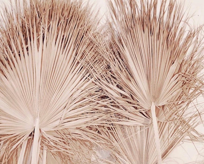 Giant Sun Dried Fan Palm Giant Home Decor Tropical Decor Etsy