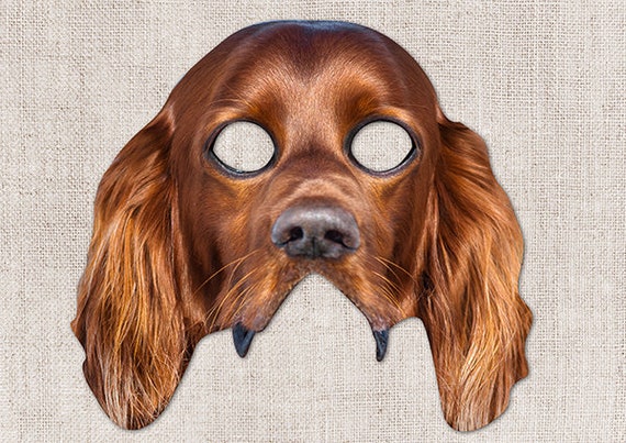 Irish Setter Bathing Suit Irish Setter Bathing Suit