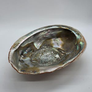 May include: An iridescent abalone shell with a pearlescent interior. The shell's interior displays a range of colors, including blues, greens, and golds. The outer edge of the shell is a light brown color.