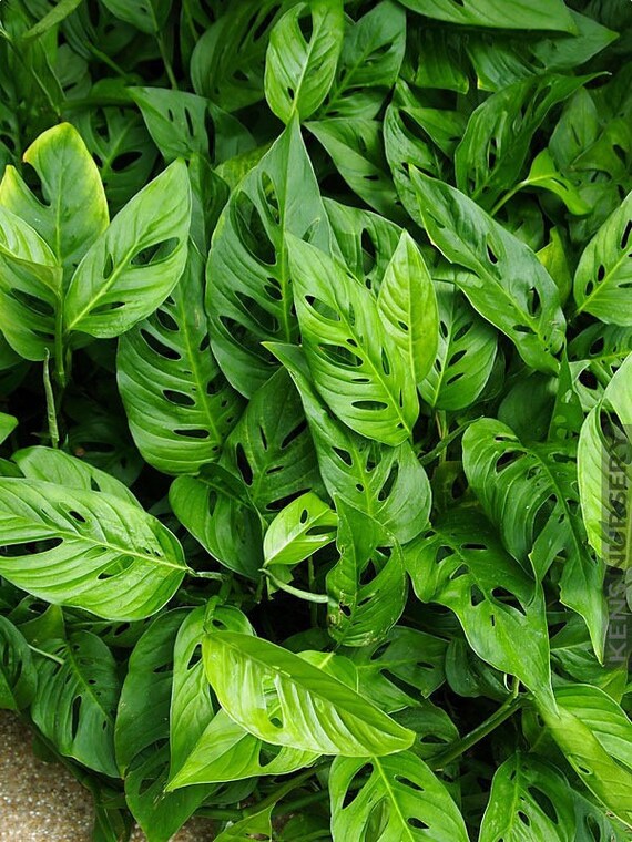 Monstera Adansonii Narrow Form Friedrichsthalii Etsy