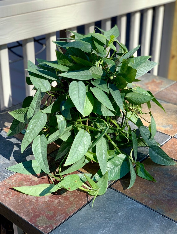 Epipremnum Pinnatum Cebu Blue Etsy