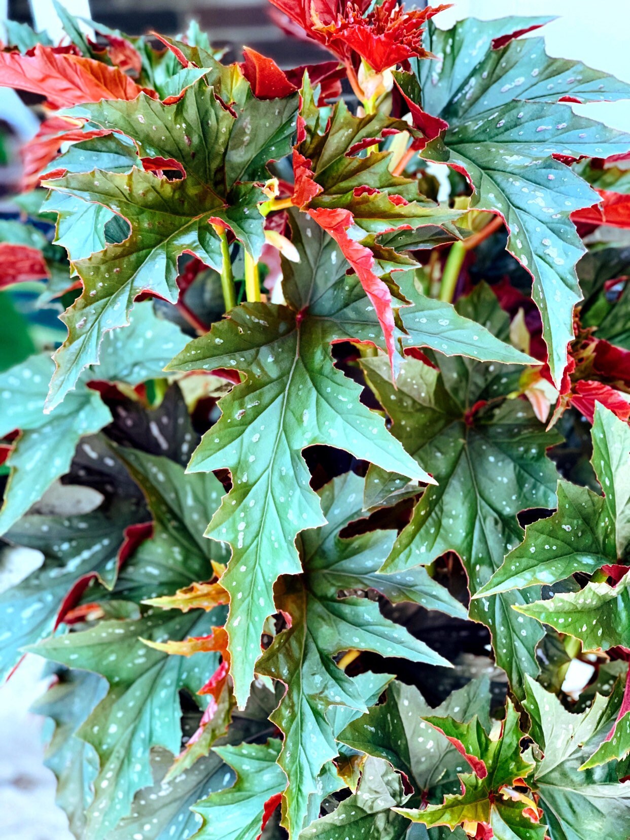 Begonia Sophie Cecile Etsy Singapore