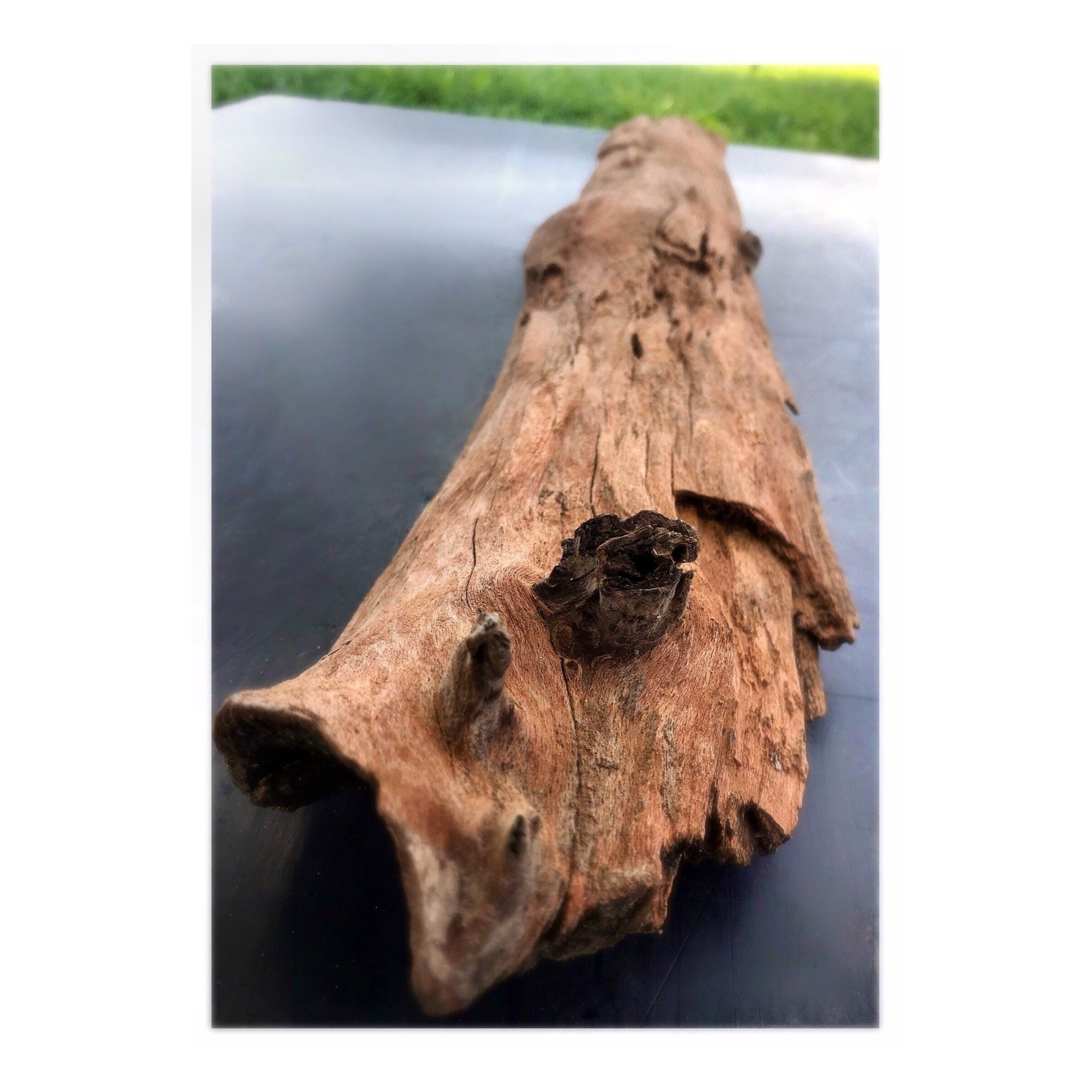 28 5 Driftwood Home Decor Reptile Wood Wood Working Etsy