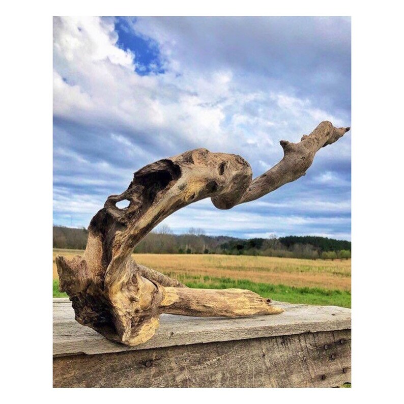 30 Driftwood Root Vivarium Wood Driftwood Sculpture Etsy