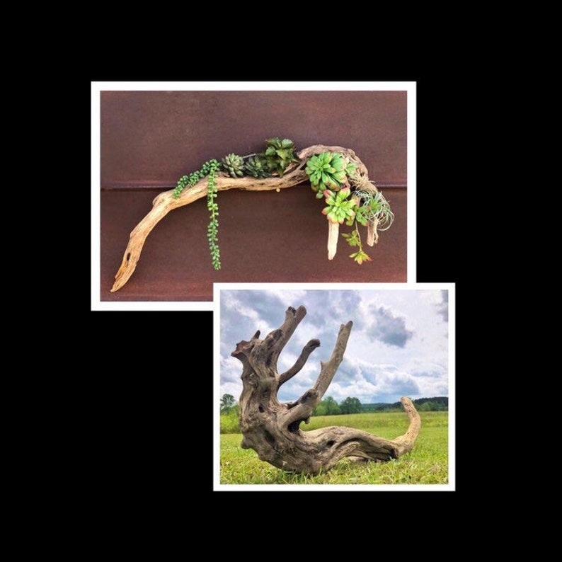 28 5 Driftwood Root Wood Indoor Plants Succulent Wall Etsy