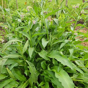 Comfrey, Organic Non GMO, Freshly Harvested, Gently Dried, Crushed Leaf, Great for Salves, Balms, Oils