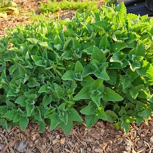 Catnip Leaf Organic Premium Culinary Grade Homestead Grown Freshly Dried for Cats, Calming Teas & Magic for Joy, Love, Courage, Dream Vision