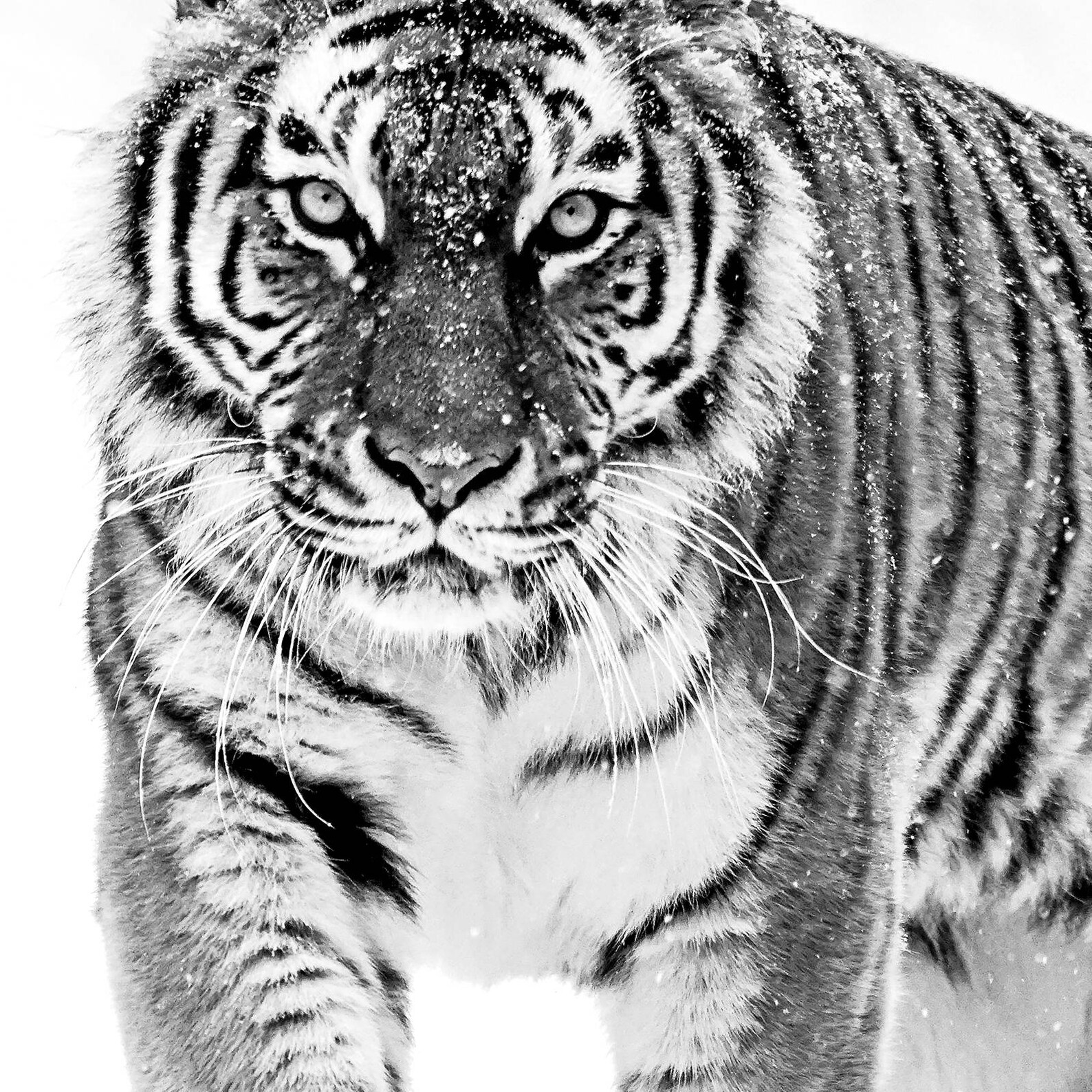 Tiger Print Tiger Art Tiger Wall Art Animal Black and Etsy