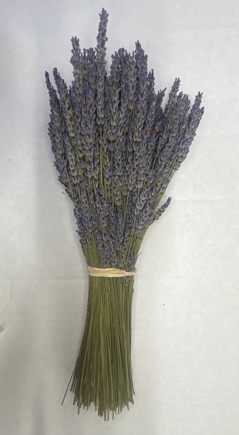 Dried Grosso French and Royal Velvet English Lavender Bundles 2023 Crop and more Short Grosso Bundles