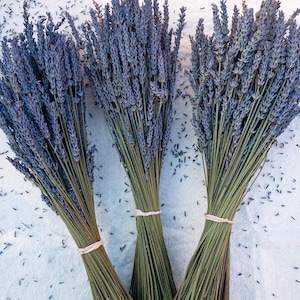 Dried Grosso (French) and Royal Velvet (English) Lavender Bundles (2025 Crop) and more