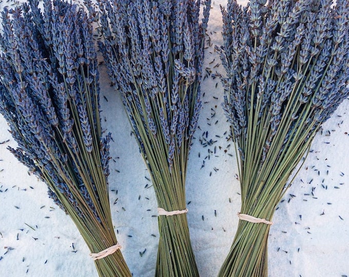 Dried Lavender Bunch (Bundle)  - Grosso (French) - Royal Velvet (English) - (2026 Crop) - 12" to 19'' long - 200 to 230 stems