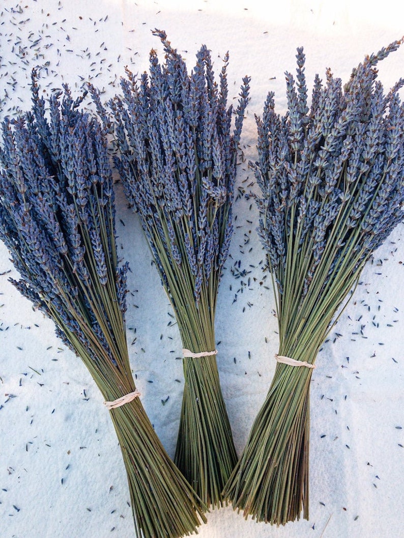 Dried Grosso French and Royal Velvet English Lavender Bundles 2023 Crop and more Long Grosso Bundles