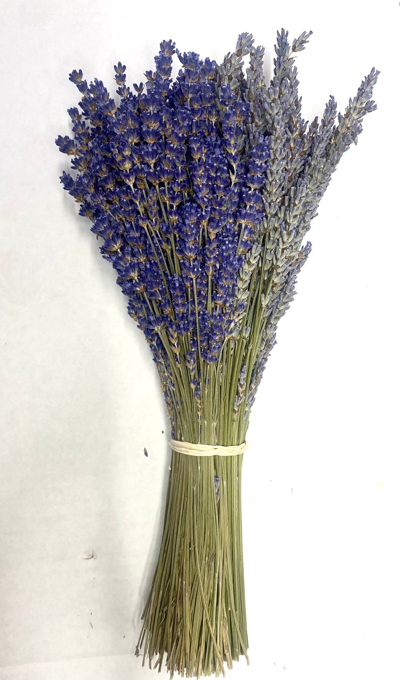 Dried Grosso French and Royal Velvet English Lavender Bundles 2023 Crop and more 1/2 Eng 1/2 Grosso