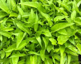 Water spinach ,big ong choy ( Rau muong la to )100 gram