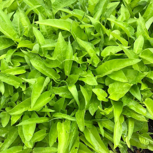 Water spinach ,big ong choy ( Rau muong la to )100 gram