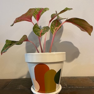 Puede incluir: Una planta en maceta con hojas rosadas y verdes en una maceta de cerámica blanca con un diseño abstracto pintado a mano con formas marrones, naranjas, verdes y melocotón.