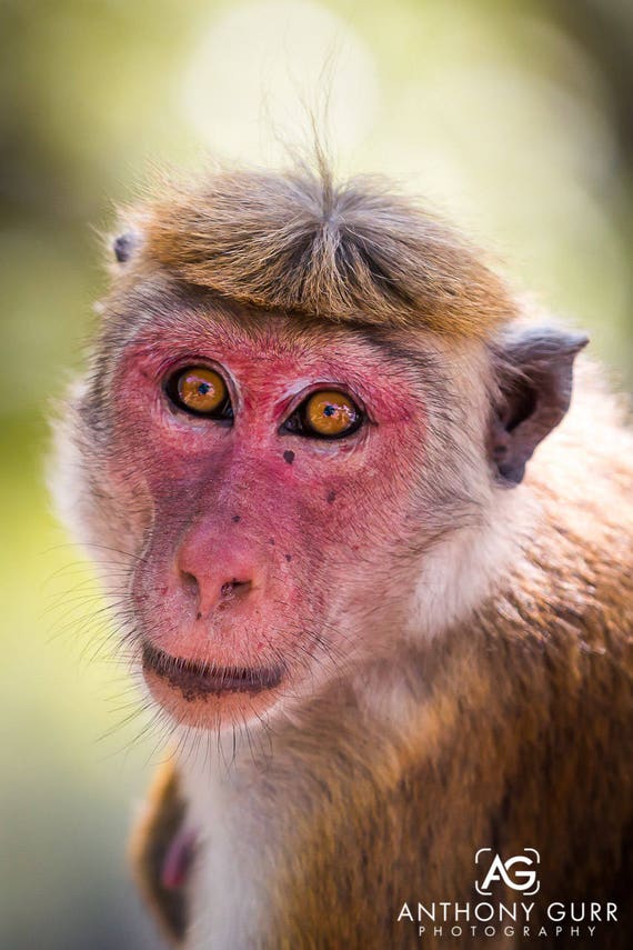 Red Faced Monkey Portrait Print or Canvas for - Etsy