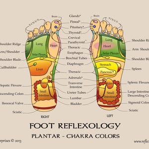 May include: A diagram of the feet showing reflexology points and corresponding body parts. The diagram is labeled with the names of the body parts and includes the text "FOOT REFLEXOLOGY PLANTAR - CHAKRA COLORS".
