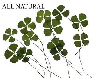 Dried 4 Leaf Clover. 10 Real Pressed Four Leaf Dried Flowers. Making Scrapbooking, Jewelry, Furniture, DIY, Decoration.
