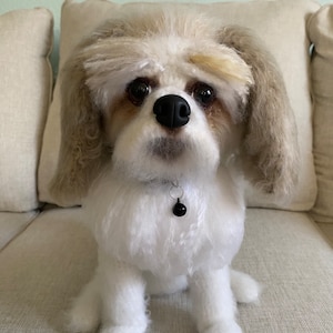 Customized Shih-Tzu