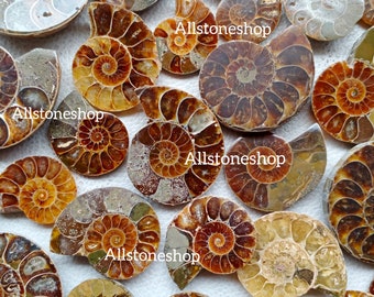 Natural Ammonite Stone Lot – Fossil Gemstone Cabochons