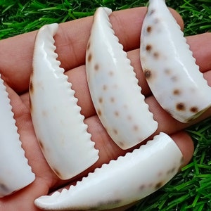 Puede incluir: Cuatro conchas blancas con marcas marrones. Las conchas tienen forma de garras y una superficie texturizada.