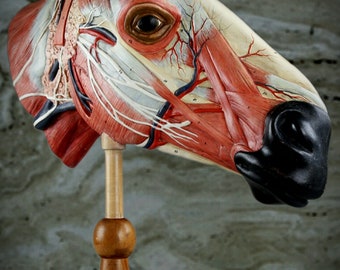 Late 19th century / early 20th century lifesize polychrome painted + annotated plaster and papier mâché anatomical model of a horse's head
