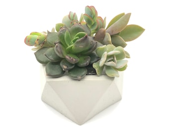 Geometric Concrete Planter Pot | Cement Plant Pot | Indoor Home Decor | Handmade | Succulent | Candle Holder |  Short Icohedron