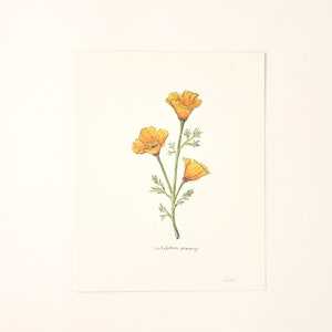 California Poppy State Flower Native Wildflower Watercolor Painting Wall Decor Art Print
