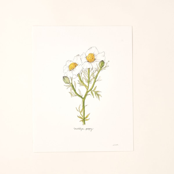 Matilija Poppy Ojai California Native Wildflower Watercolor Painting Wall Decor Art Print