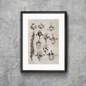 Print van de wervelkolom wervels, anatomie, Science, Science grafiek, botten, illustratie, Vintage