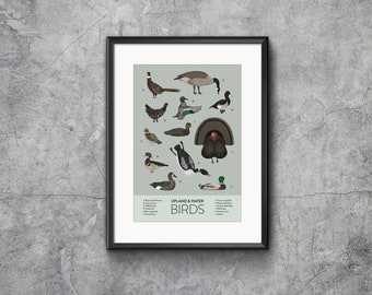 Water and Ground Birds Print, Animal Illustration, Giclee, Turkey, Ducks, Waterfowl, Nature, Science