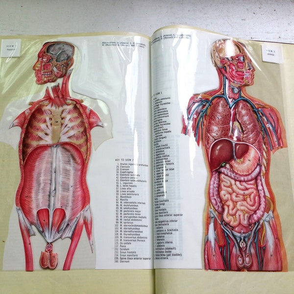 Anatomy Key To Plate Chart 1963 Encyclopedia Britannica Volume 1 book Red Gold Gilt Retro Hardcover Vintage Midcentury Pop Up Library