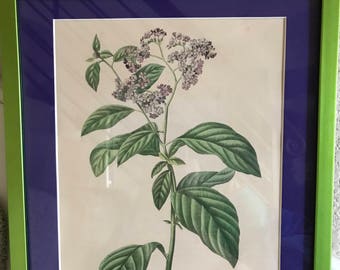 Geel Original Print ca1830, Purple Heliotropium Corymbosum 11x14 Custom Frame & Matting