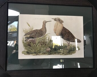 Rare C.Nozeman HandColorPrint 1789, Tringa Pugnax, Common Ruff 24x18 Mat&Frame