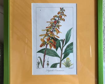 Canary Island Foxglove Original Hand Colored Engraving by Bessa ca1816 Custom 11x14 Frame & Matting