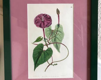 An Edwards Original Print from 1846 Exogonium Purga Colored Original Print Purple NEW 10x13 Framed&Matted