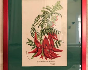 Original Hand-Colored Clianthus Puniceus Magnificus Custom Framed & Matted 11x14 L.van Houtte 1850