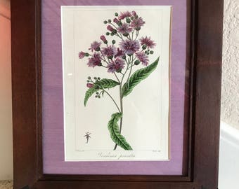 Bessa Original Print, 1816, Hand Colored, Vernonia Praealta, Ironweed in Custom Frame 8x10 and Matting