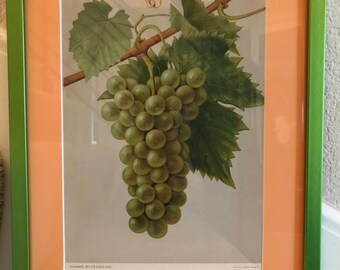 Green Grapes Chomolithograph ca1900 Deutschland Obstsorten Gelber Muskateller Muscat NEW 11x14 Frame/Matting