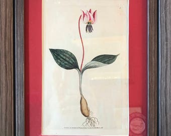 Original Curtis Botanical 1787, Dogtooth Violet, Erythronium dens-canis, NEW 8x10Frame and Matting