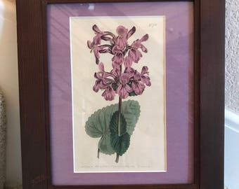 Curtis Botanical 1803, Original Print #700 Betony, Betonica Granddiflora in Custom 8x10 Matting & Frame,