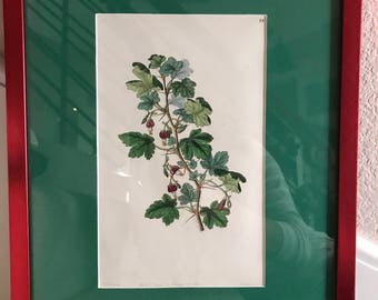 Edwards, 1847 Original Hand Color Print Gooseberries #56 Red/Green 11x14 Frame & Custom Matting