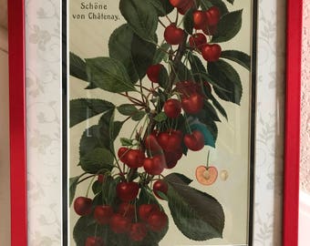 Original Cherries Chomolithograph ca1900 Deutschland Obstsorten Schone von Chatenay Frame & Matting 11x14