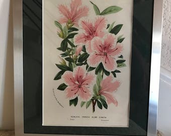 Original Van Houtte1856 Azalea/Rhododendron HandColored Litho Framed/Matted 9x11