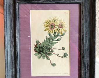 Original Curtis Botanical Print, 1801, #507 Sempervivum Globiferum, House Leek, Floral in Custom 8x10 Frame & Matting