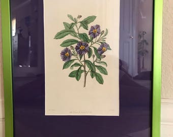 An Original Edwards Botanical Print, 1846 Solanum Lycioides Colored Purple Custom 11x14Framed&Matted