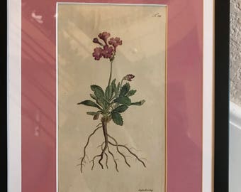 Curtis Botanical Silver Edged Primrose Primula Marginata 1787 #191 HandColored Engraving 1st Edition Rare 9x11 Frame Custom Matting